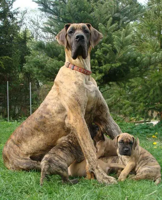 Brindle Great Dane puppies feeding from its mom