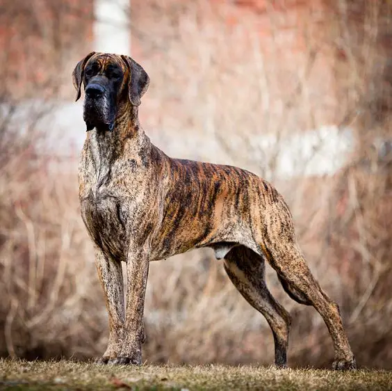 Brindle Great Dane in the forest
