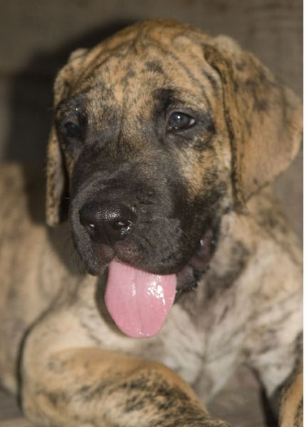 Brindle Great Dane puppy with its tongue sticking out