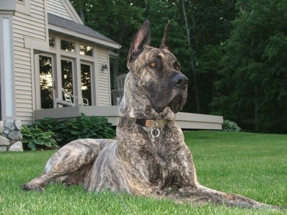 Brindle Great Dane lying on the green grass