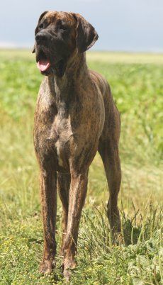 Brindle Great Dane walking in the field