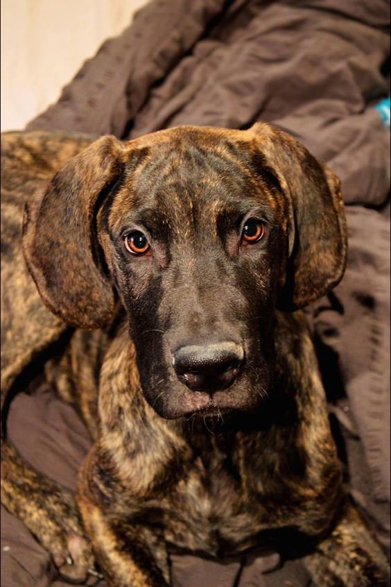 Brindle Great Dane lying on the bed