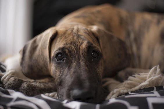 Brindle Great Dane lying on the bed