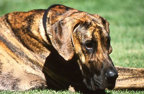 Brindle Great Dane lying on the green grass