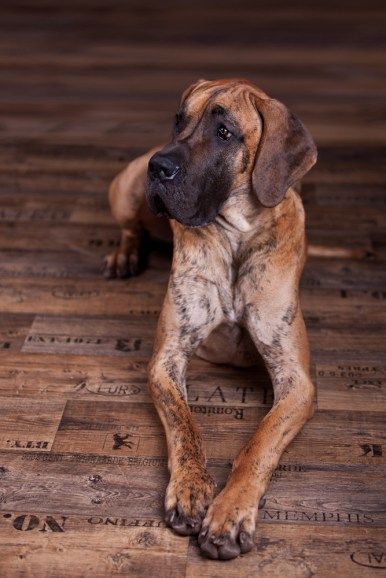 Brindle Great Dane on the floor