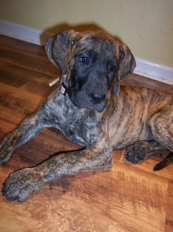 Brindle Great Dane puppy lying on the floor