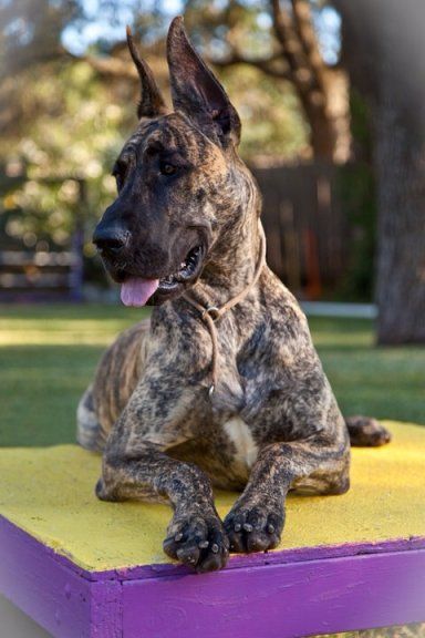 Brindle Great Dane lying on the bed outdoors