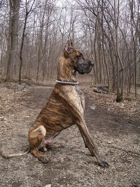 Brindle Great Dane sitting in the forest