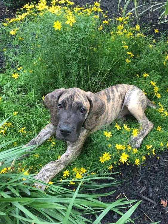 Brindle Great Dane puppy in the bush of flowers