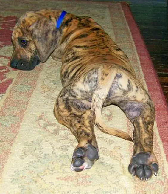 Brindle Great Dane puppy lying down on the carpet