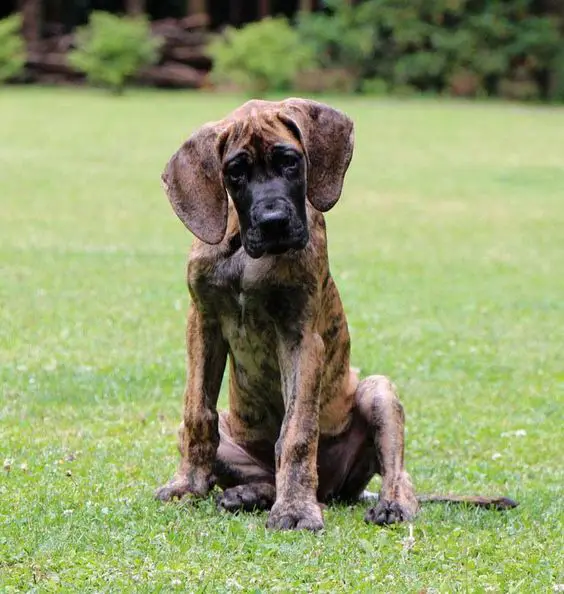 Brindle Great Dane sitting on the green grass