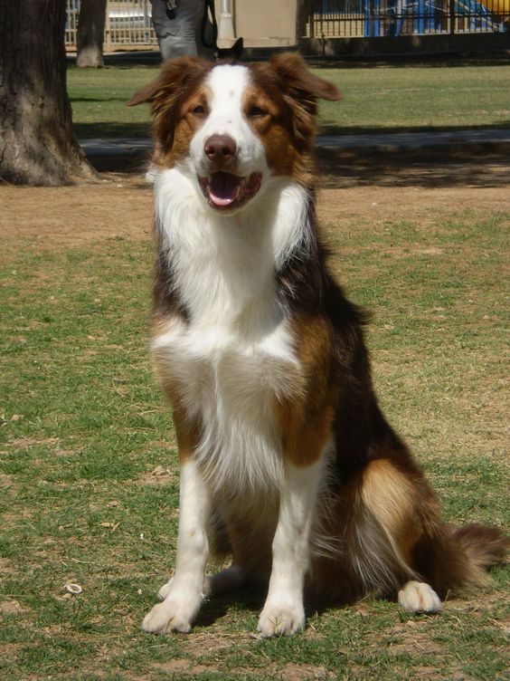 Brown Border Collie sitting on the green grass at the park