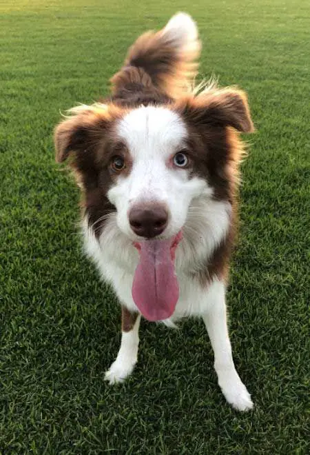 excited Brown Border Collie with its tongue sticking out