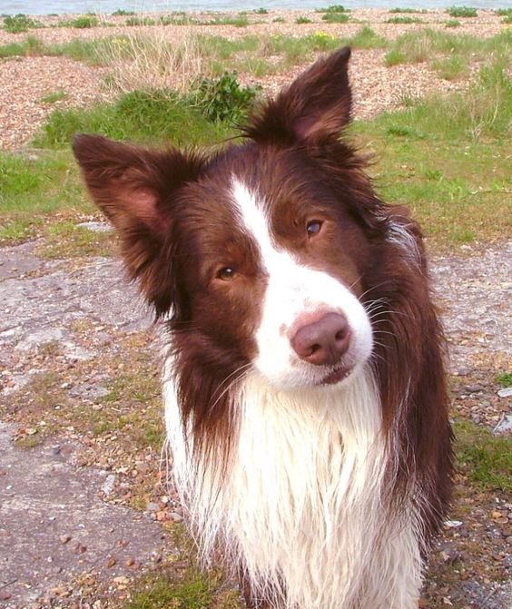 Brown Border Collie in the field staring while tilting its head