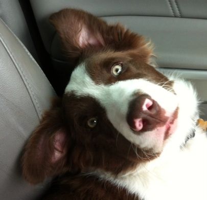 Brown Border Collie in the car