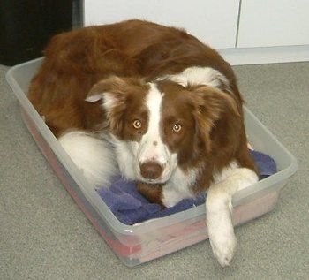Brown Border Collie lying on its bed