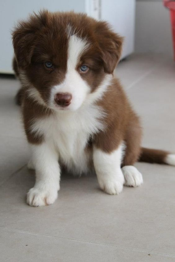 Brown Border Collie puppy sitting on the floor