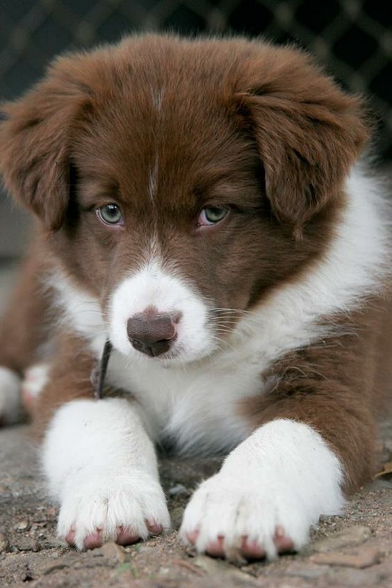 Brown Border Collie puppy lying down on the ground