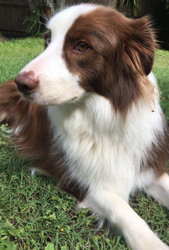 Brown Border Collie resting on the green grass