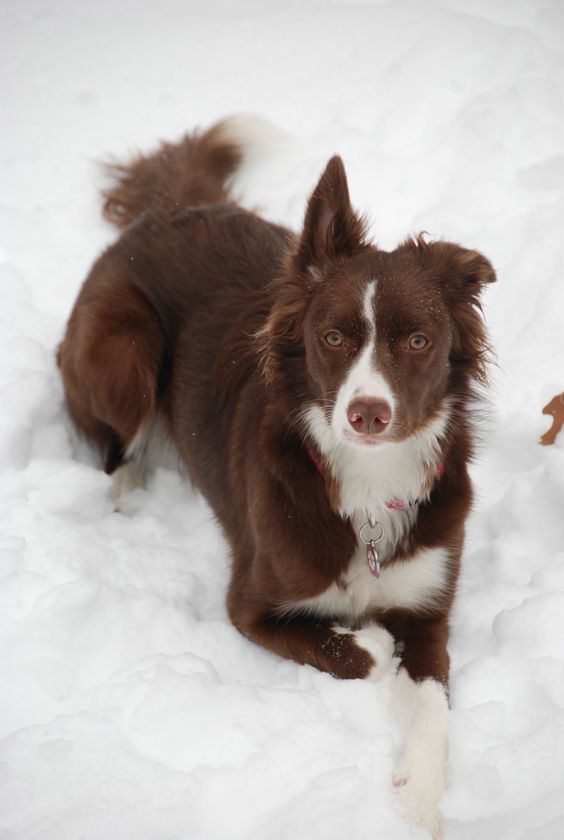 Brown Border Collie lying down in snow