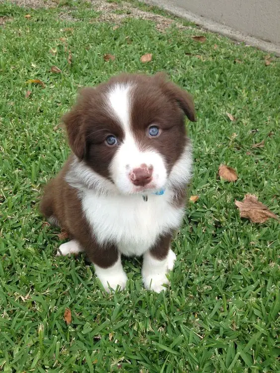 Brown Border Collie puppy sitting on the green grass