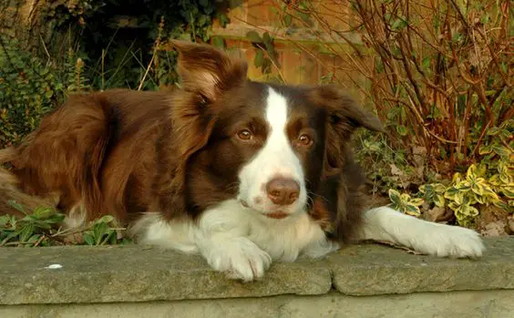Brown Border Collie resting on the garden raised bed