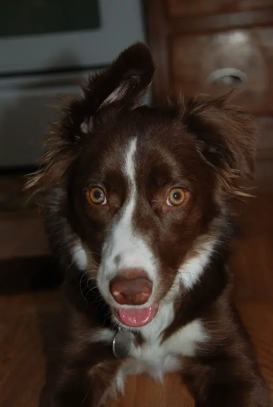 Brown Border Collie lying down on the floor