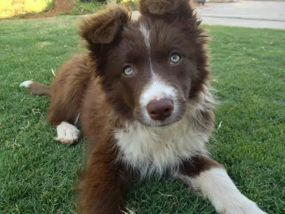 21 Cute Brown Border Collie Pics That Will Cheer You Up