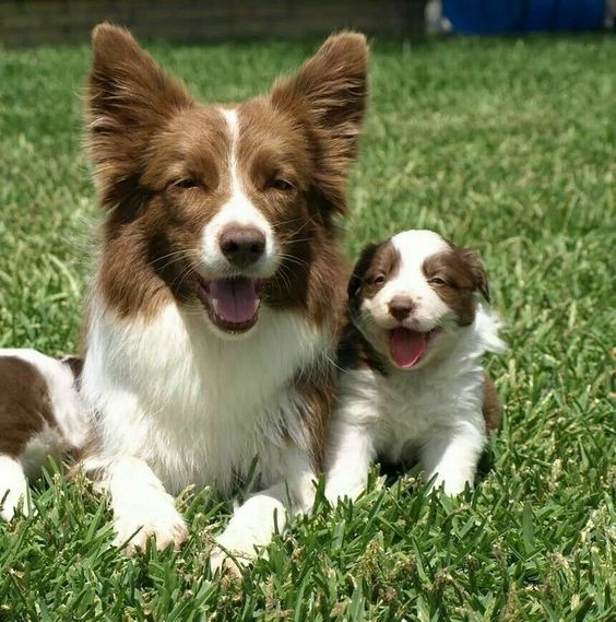 21 Cute Brown Border Collie Pics That Will Cheer You Up