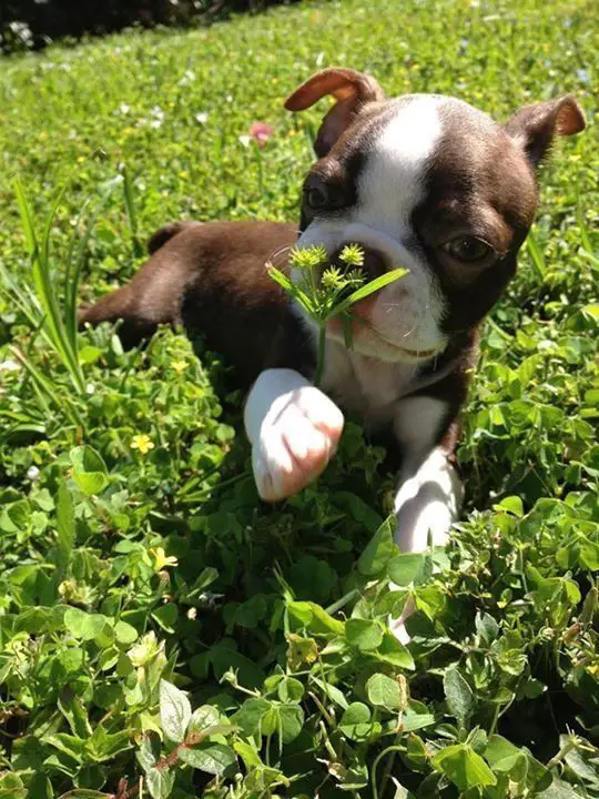 boston terrier puppy playing in the grass