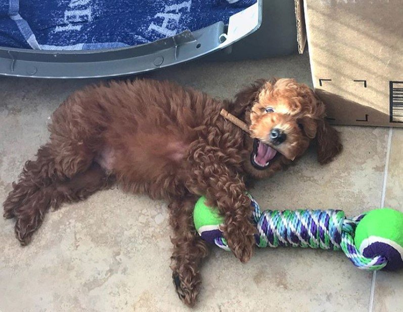 A Goldendoodle sleeping on the floor while smiling with treats in its mouth