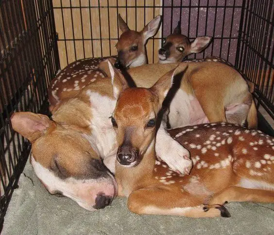 English Bull Terrier with deers inside a crate