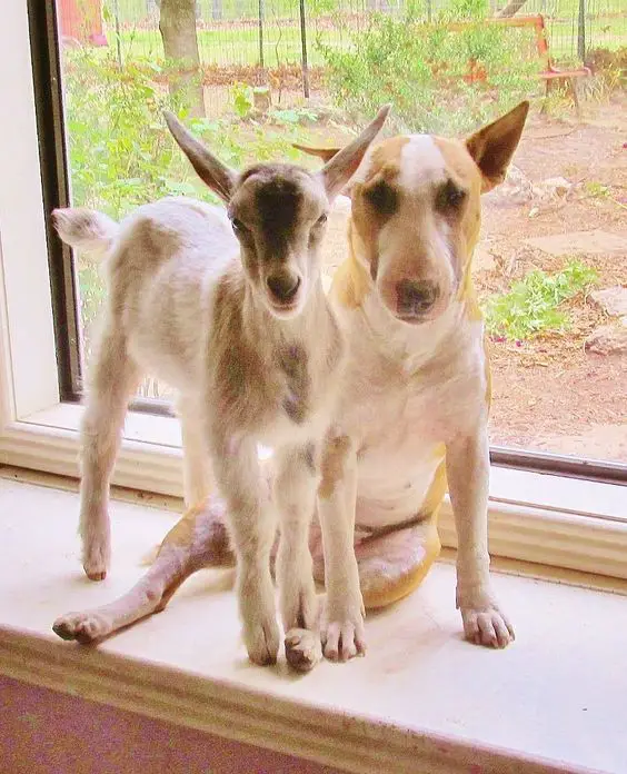 English Bull Terrier sitting by the window sill with a goat