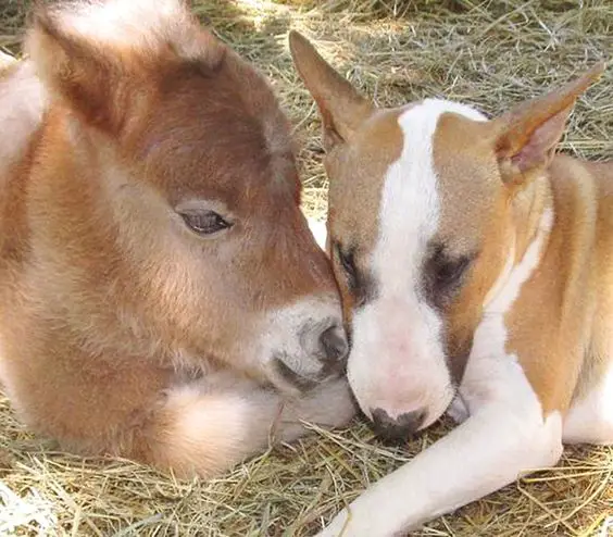 English Bull Terrier and a goat lying on the ground full of hay
