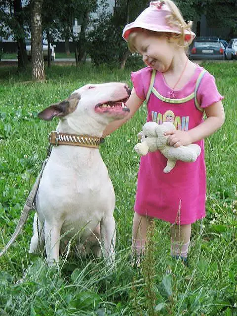 Bull Terrier sitting on the green grass laughing with a kid