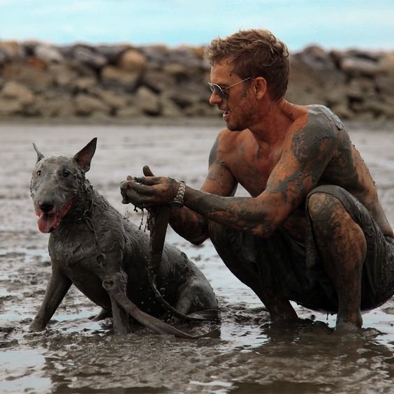 English Bull Terrier covered in mud
