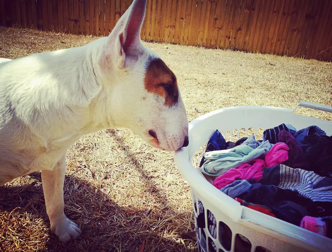 Bull Terrier smelling a basket full of clothes