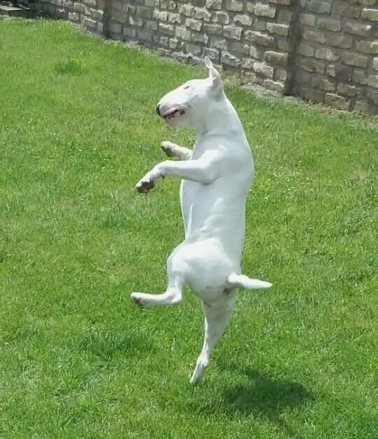 Bull Terrier standing up dancing in the yard