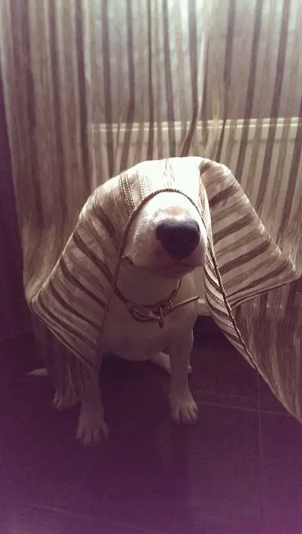 English Bull Terrier behind the curtain covering its eyes
