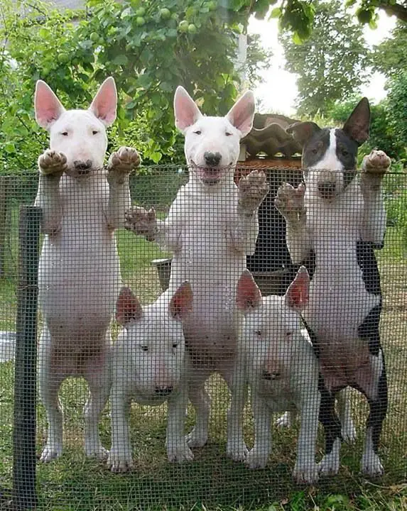 Bull Terriers behind the mesh fence
