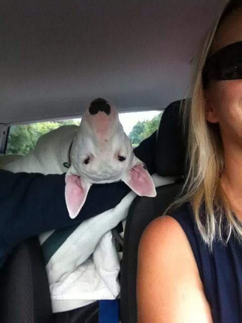 funny English Bull Terrier on the back seat of the car