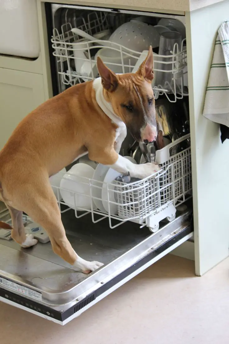 Bull Terrier in the dishwasher