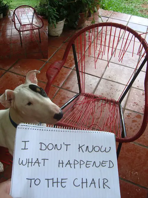 Bull Terrier with a nibbled wired chair and a note 
