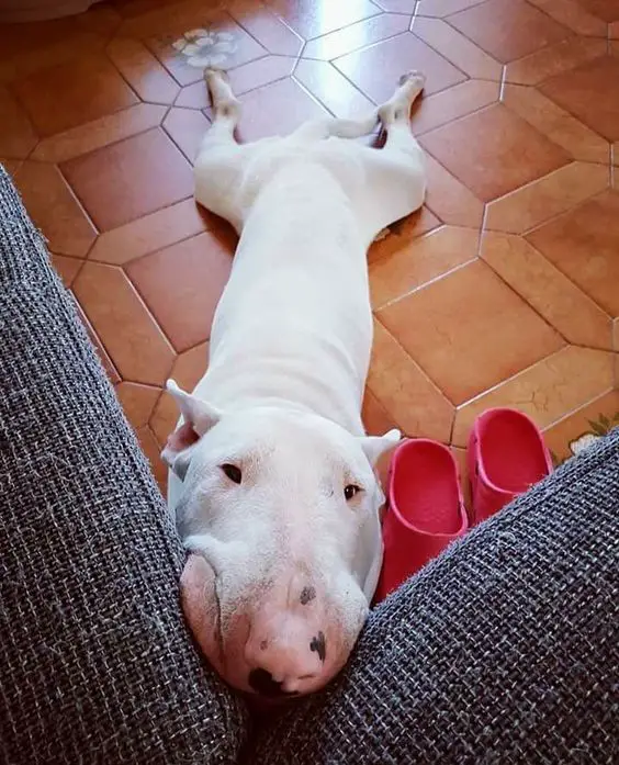 English Bull Terrier lying on the floor with its face leaning on the corner of the couch