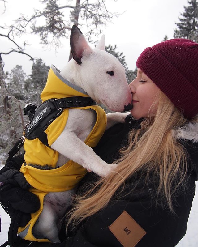 girl kissing the nose of a Bull Terrier