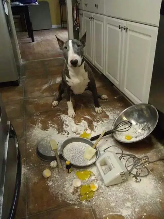 Bull Terrier sitting on the floor with spilled baking ingredients and materials