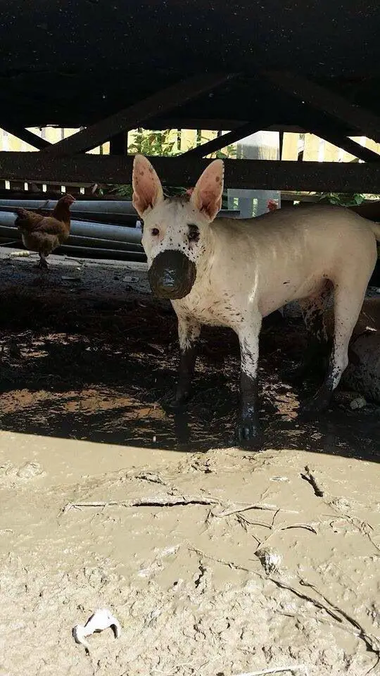 Bull Terrier in the mud with mud on its face and feet