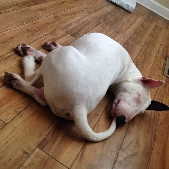 Bull Terrier sleeping on the floor in weird position with its mouth on its tail