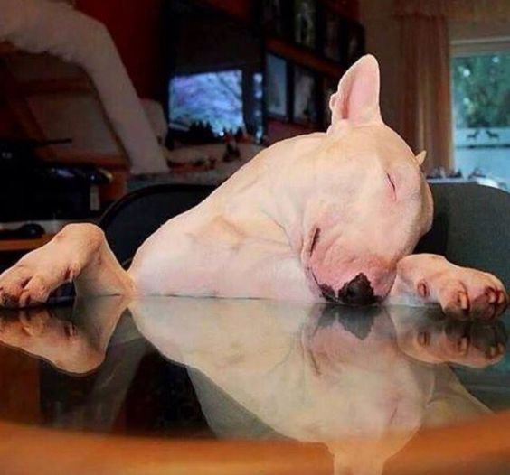 English Bull Terrier sleeping on the table