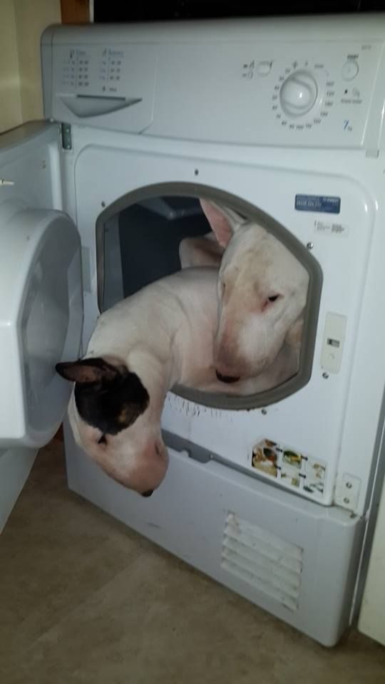 Bull Terrier inside the washing machine